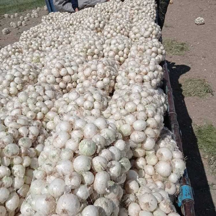 فروش پیاز سفید