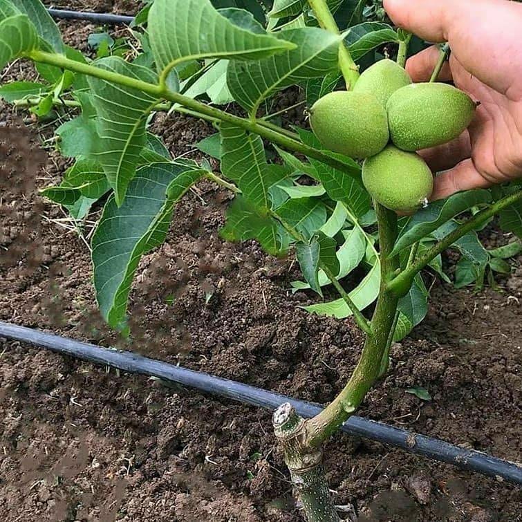 قیمت عمده نهال گردو
