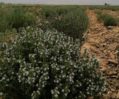 خرید و عمده فروشی آویشن باغی سرشاخه