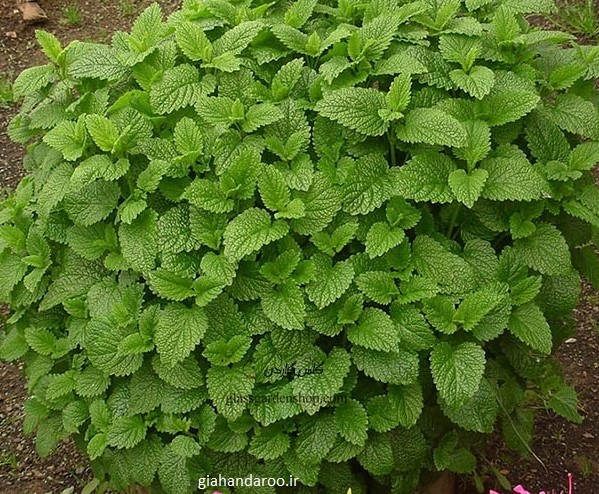 خرید عمده بادرنجبویه + قیمت فروش استثنایی