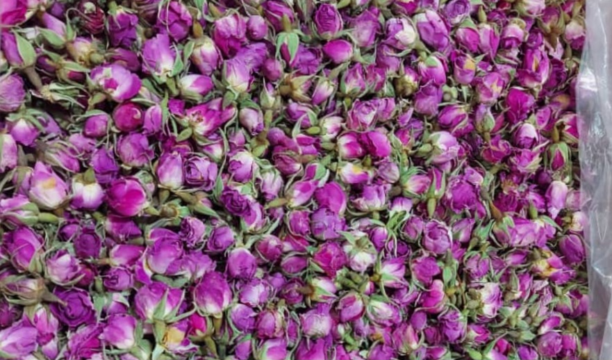 قیمت عمده غنچه گل محمدی خرید باور نکردنی