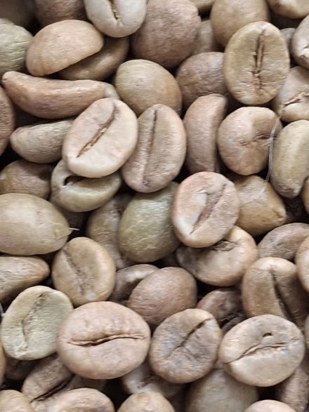 خرید دانه سبز قهوه چری AA