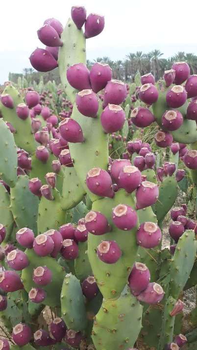 فروش عمده نهال کاکتوس میوه دار + خرید تضمینی محصول