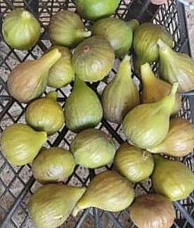 انجیر خیس و تازه مغان با قیمتی شگفت انگیز
