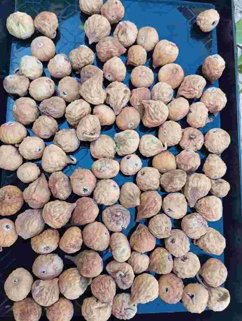 فروش انجیر خشک درجه یک + مناسب عمده فروشان