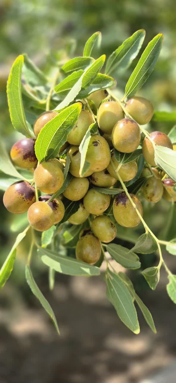 قیمت عناب تازه درشت