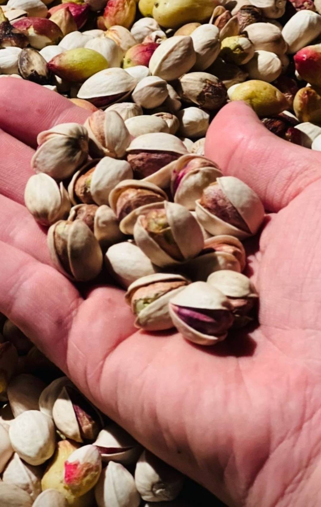 خرید پسته کله قوچی + قیمت فروش استثنایی