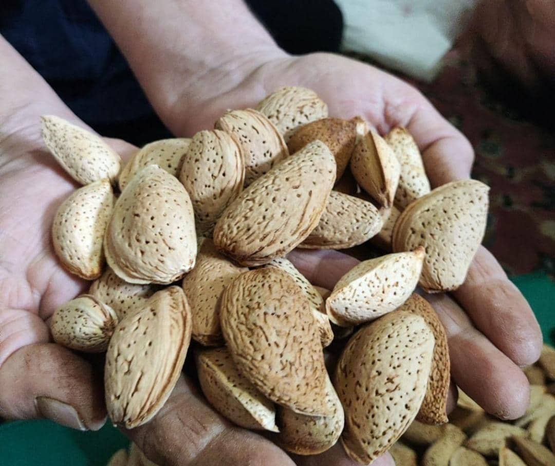 بادام سنگی دیم فارس + خرید عمده