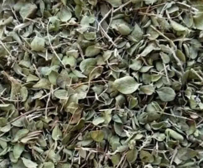 کاکوتی مرغوب آذربایجان غربی
