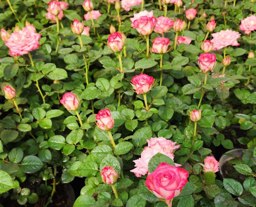 قیمت باور نکردنی نهال گل رز هلندی