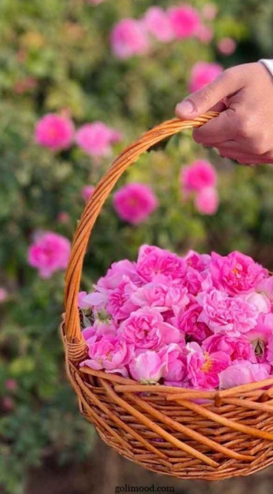 قیمت مناسب گل محمدی خشک + فروش عمده
