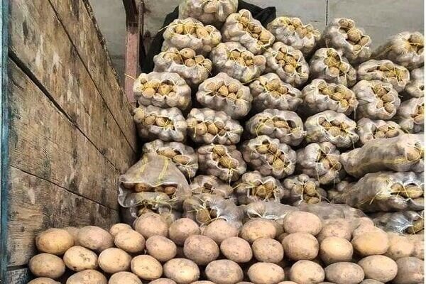 فروش سیب‌ زمینی درجه یک با حمل به سراسر کشور