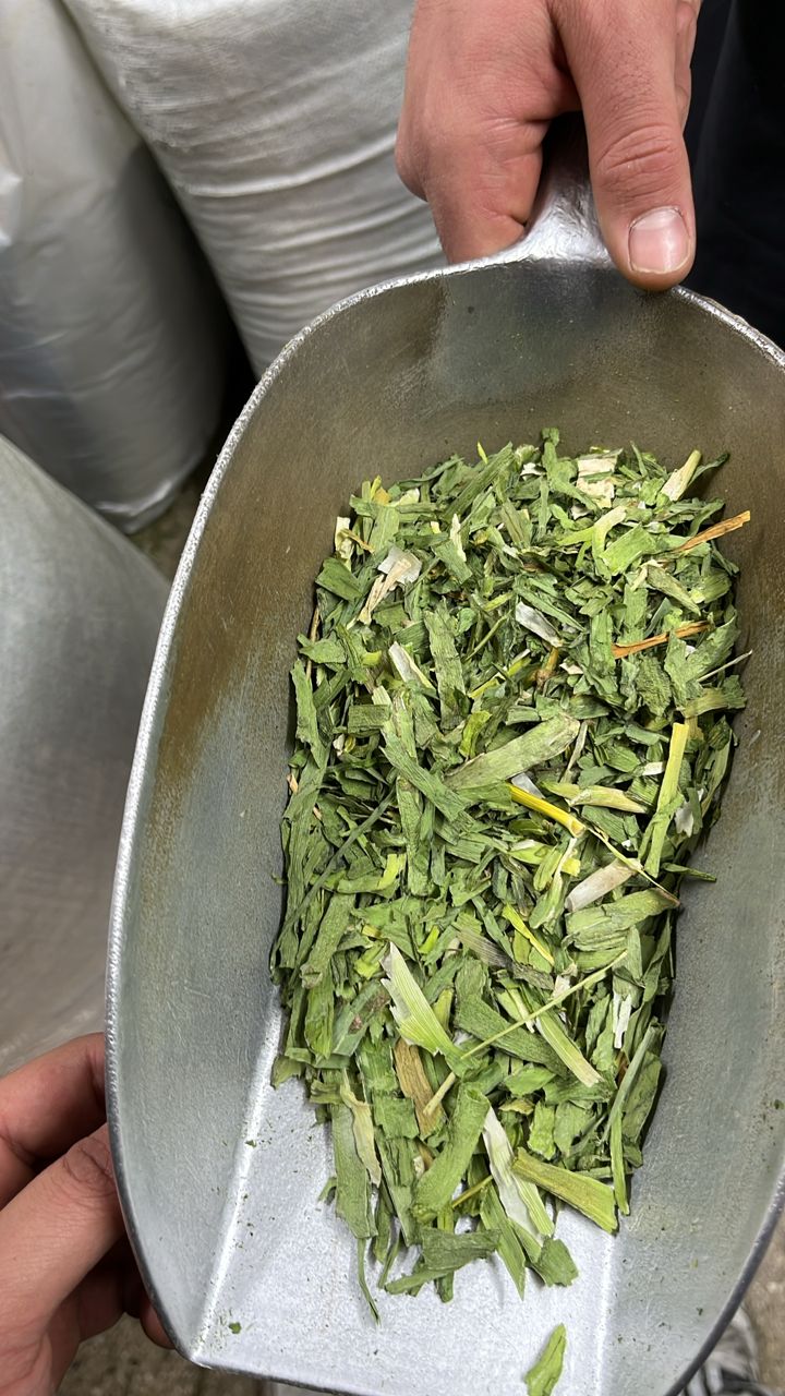 تره خشک شده + فروش عمده
