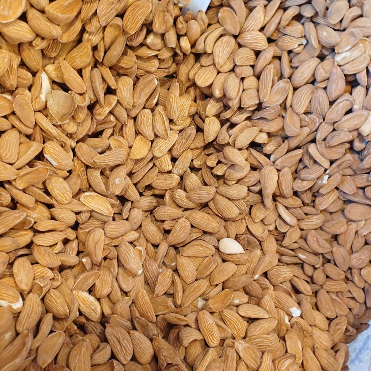 خرید و فروش بادام مامایی با قیمت مناسب