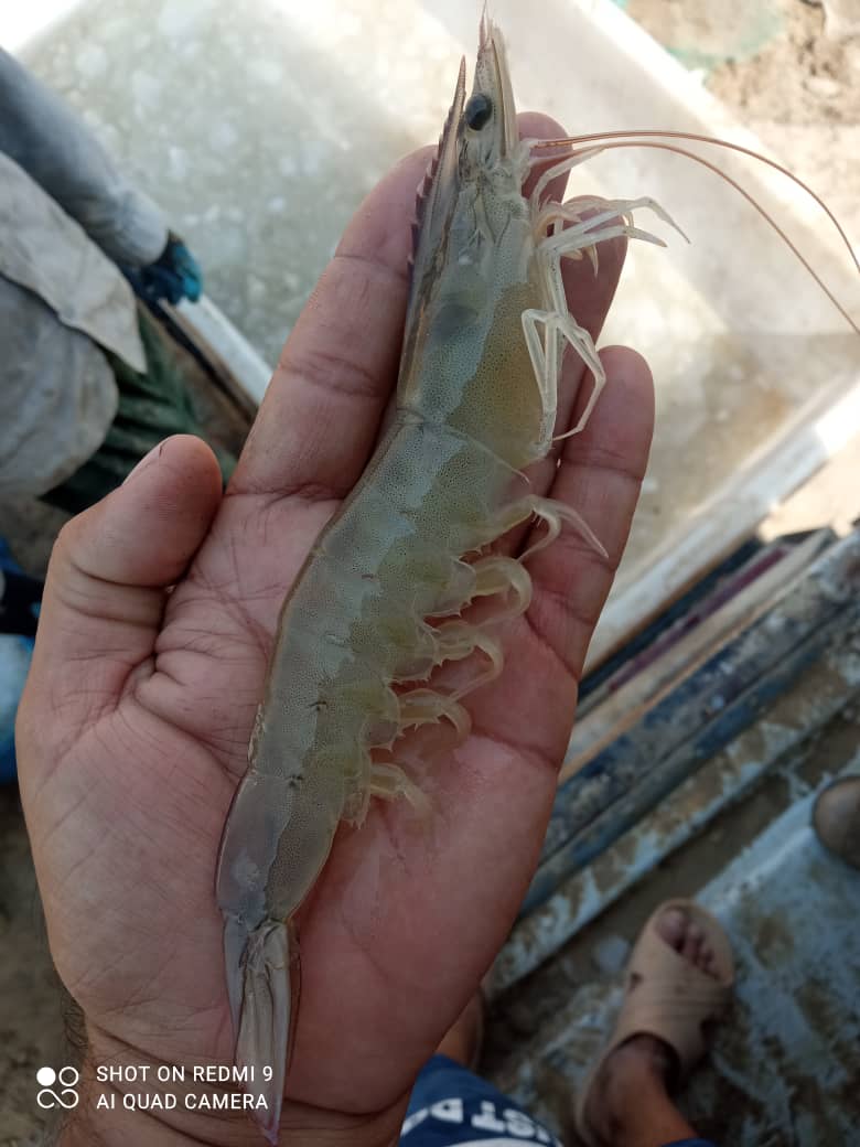 فروش عمده و به صرفه میگو صادراتی بوشهر