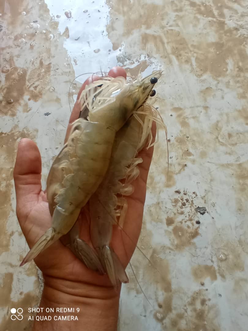 فروش عمده میگو یخ زده بوشهر