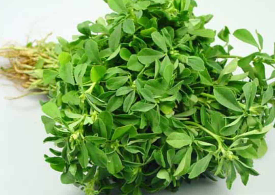 برگ شنبلیله اعلا + خرید