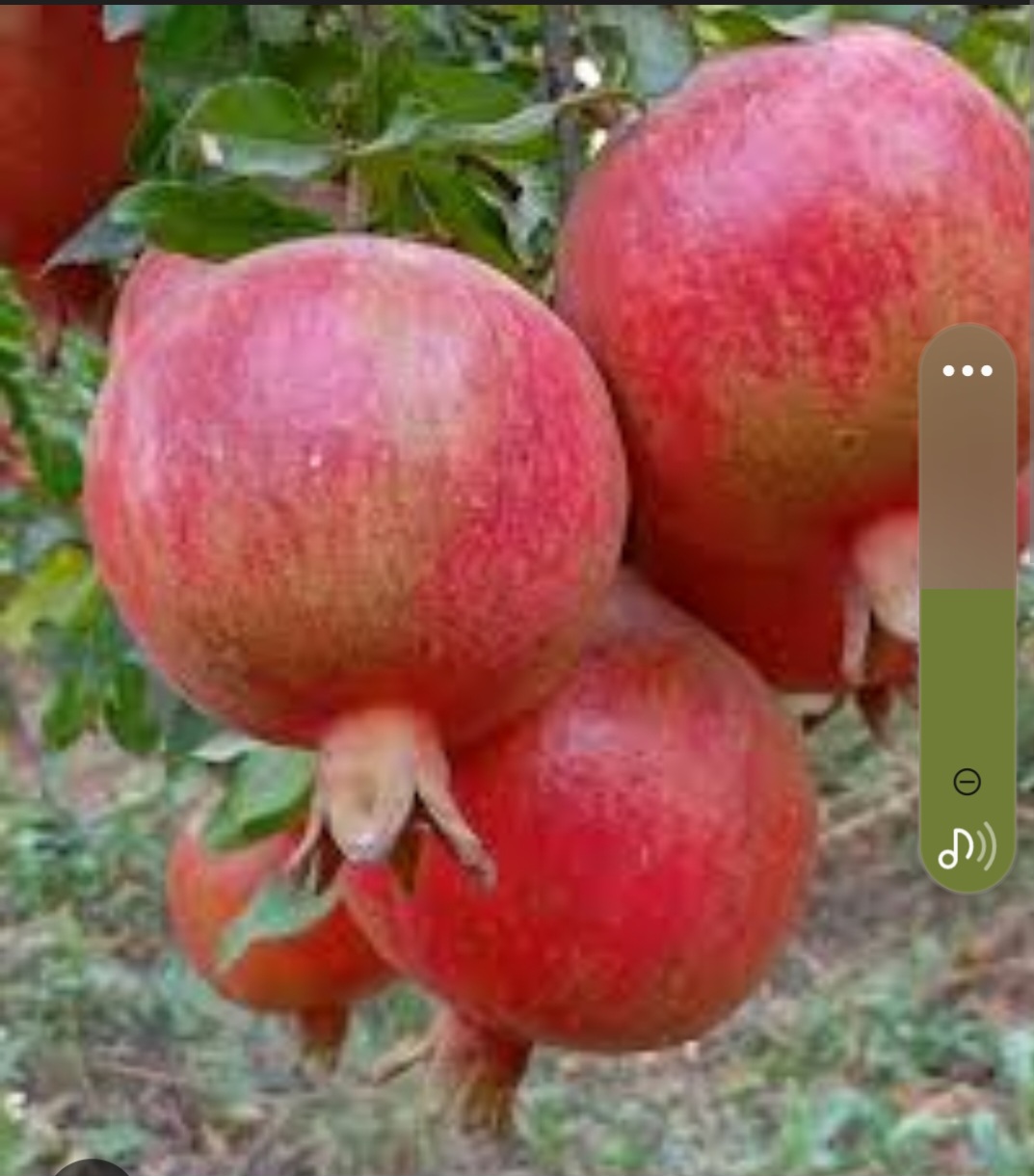 خرید و فروش عمده انار اب گیری