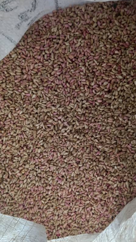 خرید عمده  شگفت انگیز هسته انار