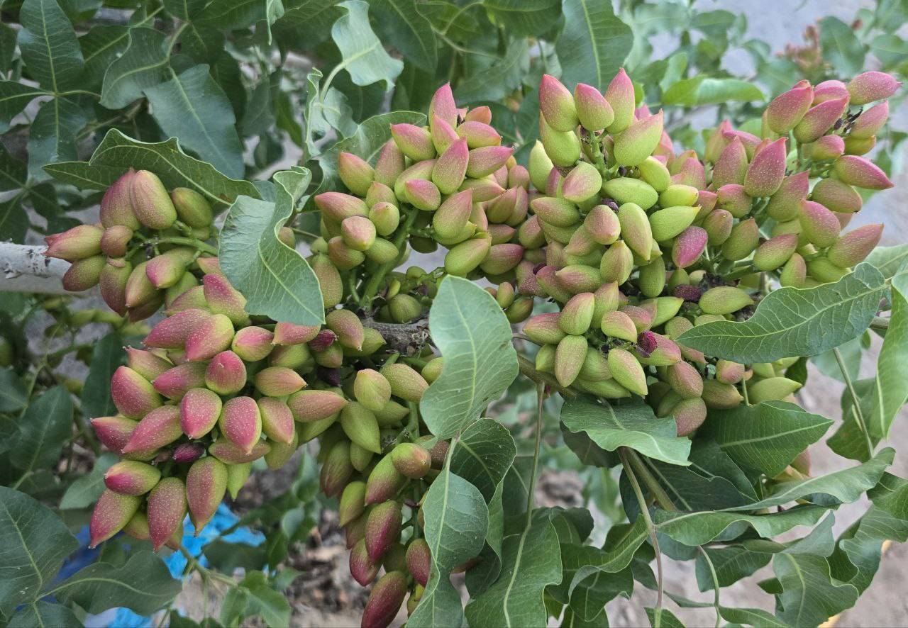 خرید پسته اکبری + قیمت