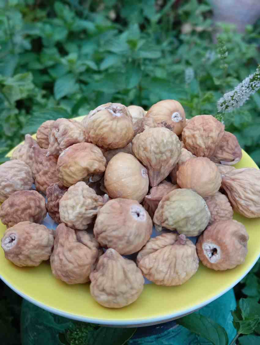 انجیر سایز A ارگانیک + قیمت ویژه