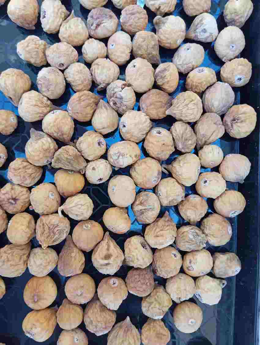 خرید انجیر خشک کوهی ارگانیک + قیمت ویژه