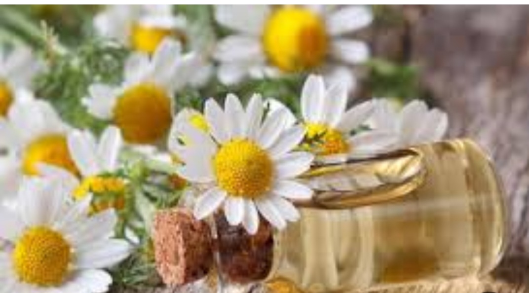 گیاهان دارویی زاگرس