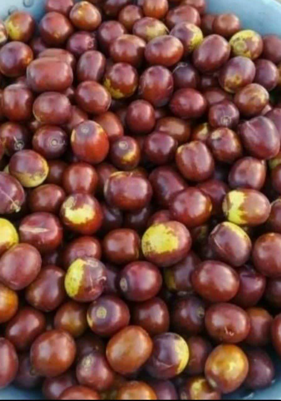 قیمت خرید میوه مطلوب