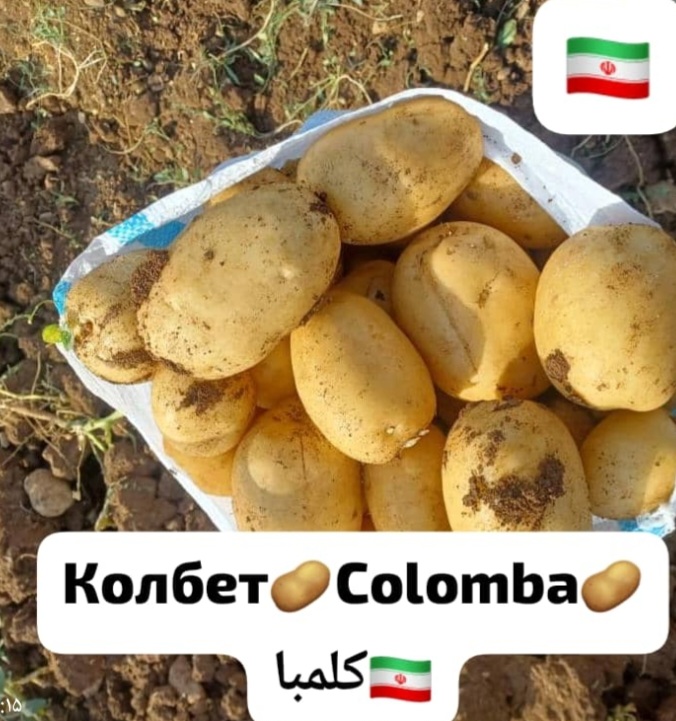 قیمت انواع سیب زمینی بصورت عمده + فروش صادراتی