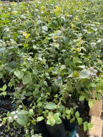 فروش نهال بلوبری لگاسی (لگیسی) دو ساله + بستر کشت تخصصی