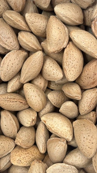 خرید مستقیم بادام درختی شهرکرد + فروش عمده