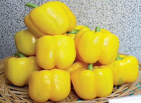 عمده فروشی فلفل دلمه رنگی اصفهان