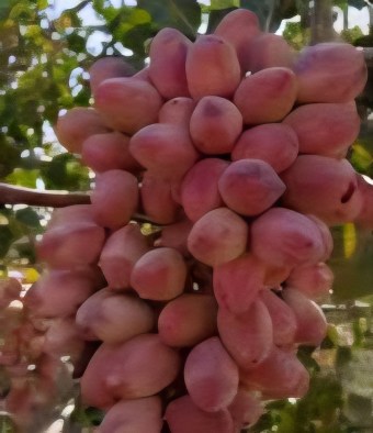 قیمت فروش استثنایی نهال درخت پسته پیوندی