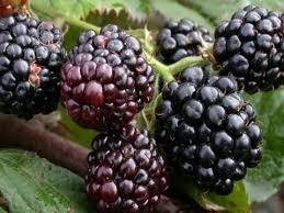 فروش صادراتی نهال شاه توت (توت قیچی)