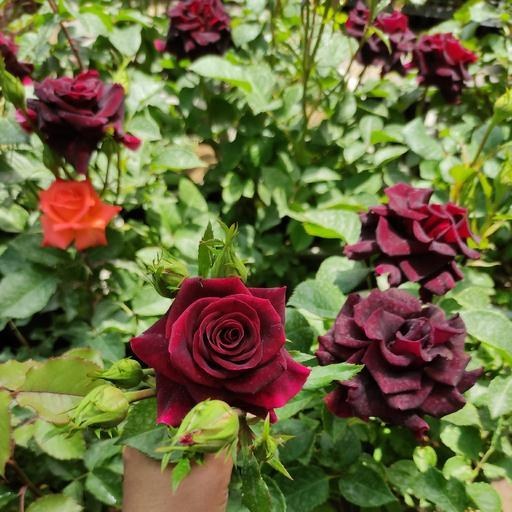 خرید نهال گل رز هلندی با شرایط فوق‌ العاده