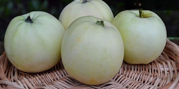 قیمت سیب سفید مراغه با کیفیت اعلا و شرایط ویژه + فروش عمده
