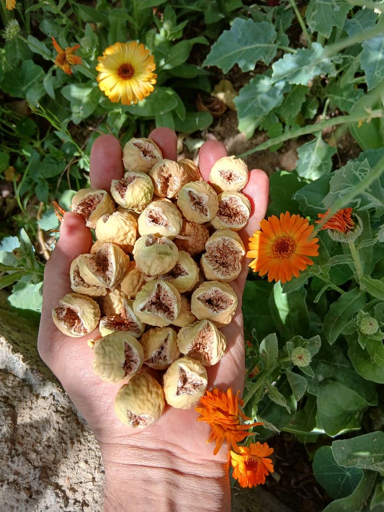 فروش عمده انجیر در شیراز به صورت حضوری و اینترنتی
