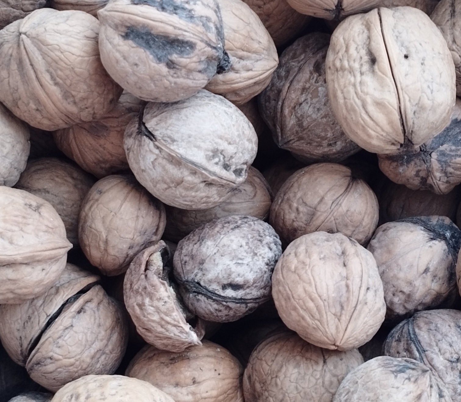 خرید و قیمت گردو آذربایجان مستقیم از باغدار + عمده با تخفیف ویژه
