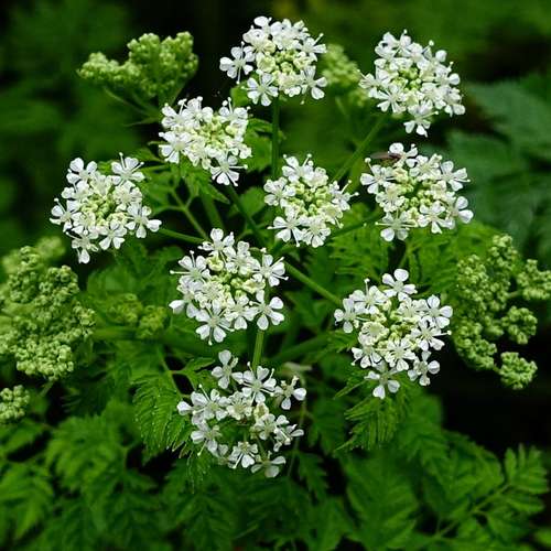 قیمت خرید گیاه زنیان کوهی +فروش ویژه