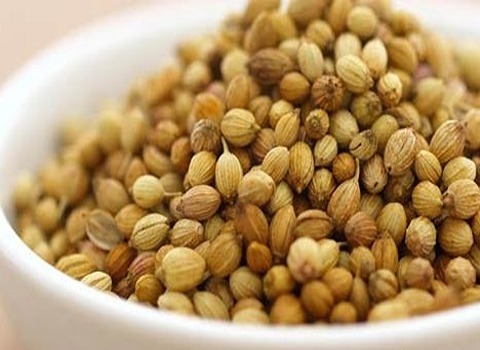 قیمت خرید تخم گشنیز + فروش ویژه