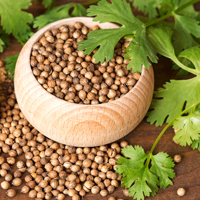 خرید عمده گشنیز صادراتی کازرون