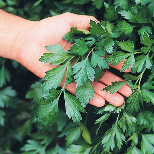 قیمت خرید عمده جعفری خشک صادراتی کازرون