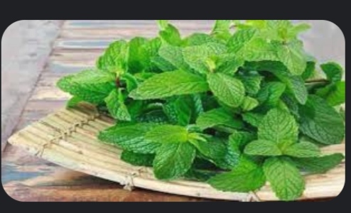 پونه مرغوب به قیمت عمده