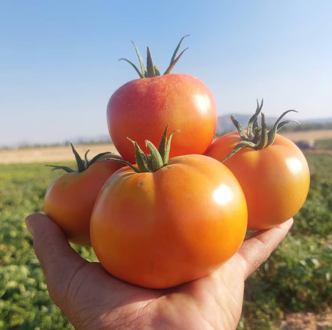 فروش گوجه‌ فرنگی صادراتی با کیفیت و خرید به صرفه