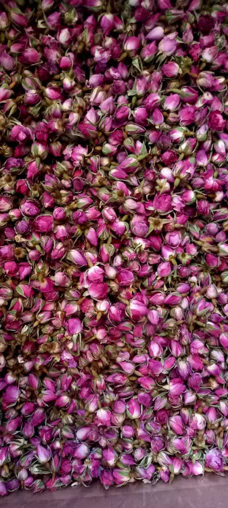 غنچه گل محمدی کاشان