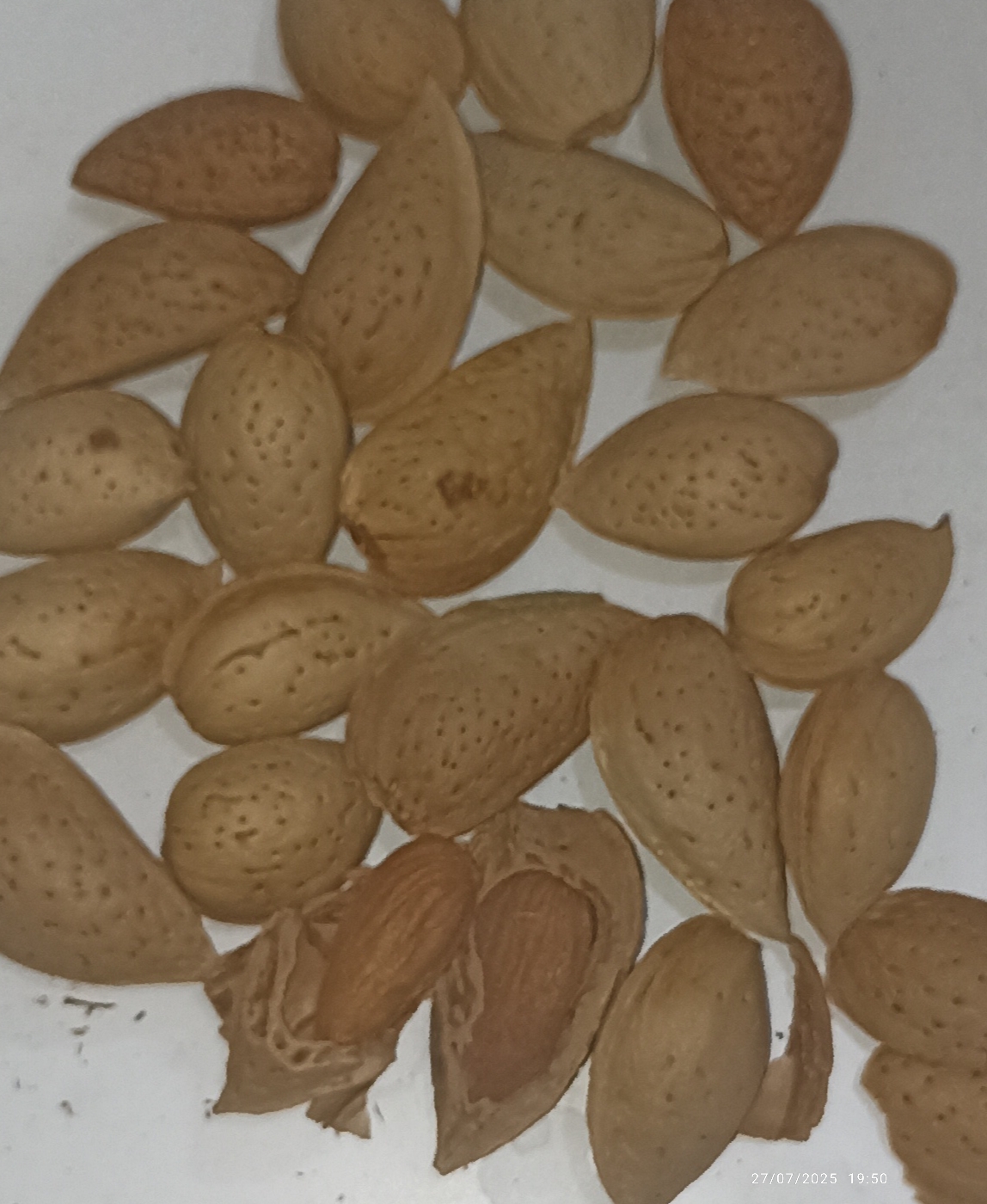 قیمت بادام‌ شیرین استان چهار محال و بختیاری