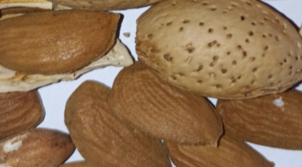 خرید بادام سنگی چهار محال و بختیاری + فروش ویژه