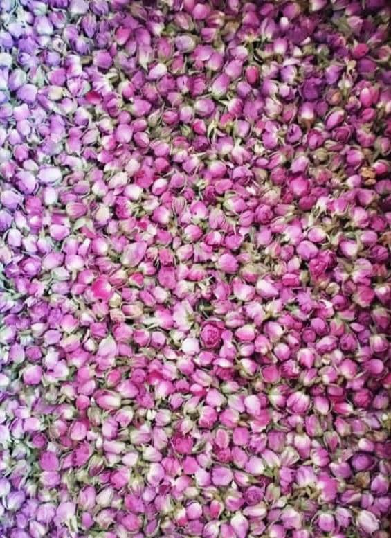 قیمت به صرفه غنچه گل محمدی + داراب شیراز