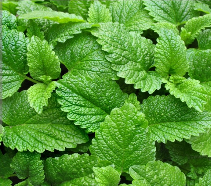 گیاه بادرنجبویه فرد اعلاء صادراتی