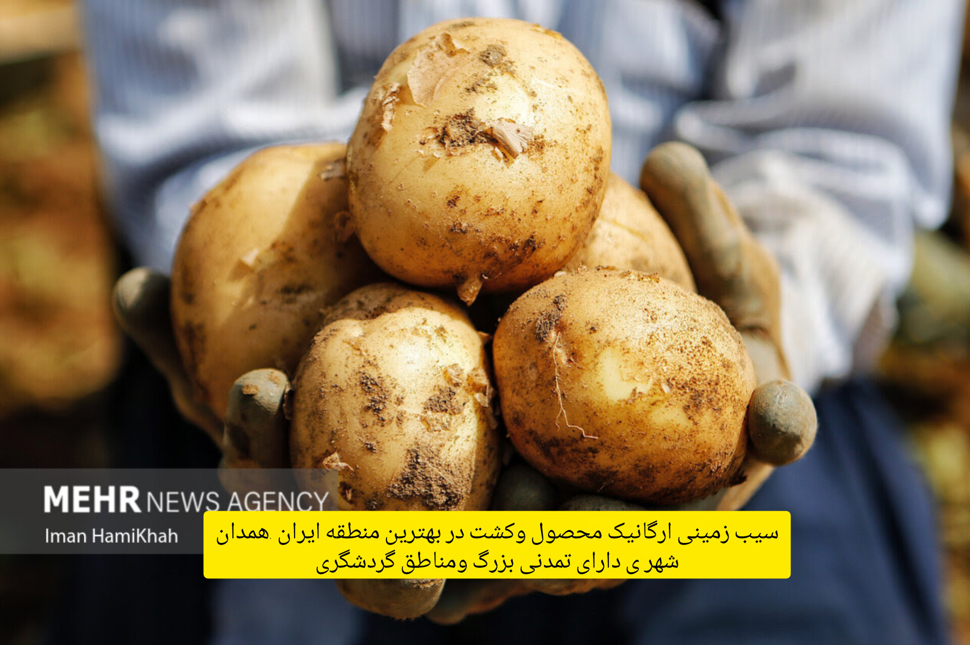 سیب زمینی ساگیتا همدان